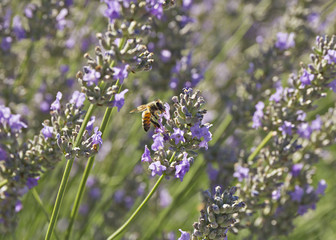 Bee and Lavender