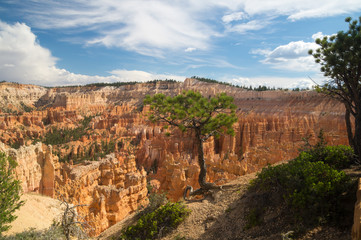 Tree clings to the edge of Bryce Canyon