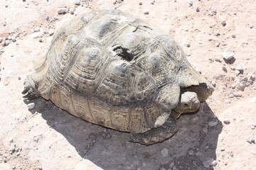 Verletzte alte Schildkr&ouml;te