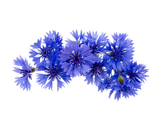 Fototapeta premium bouquet of cornflowers