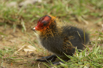 Coot Chick - Fulica atra