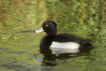 Tufted Duck - Aythya fuligula