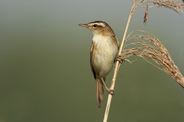 Sedge Warbler - Acrocephalus schoenobaenus