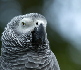 Fototapeta premium parrot bird