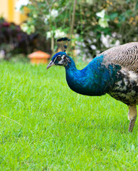 Fototapeta premium peacock