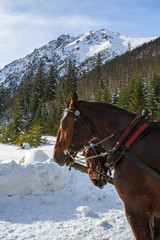 Two horses of sleigh near Morskie Oko lake, Tatra Mountains