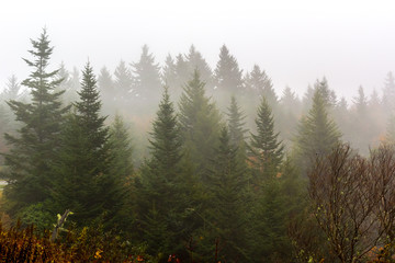 Fototapeta premium Fog Blowing Through Fir Trees