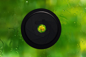 A leaf seen through a photographic aperture