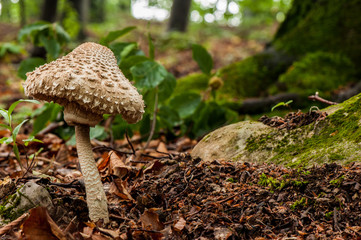 The parasol mushroom (Macrolepiota procera) in the forest