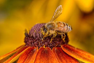 macro bee