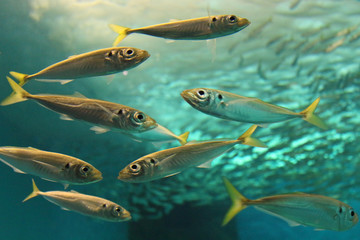 Naklejka premium Nice fish shoal