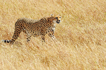 Cheetah on the Masai Mara in Africa