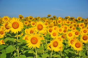 Yellow Sunflowers in Spring Season
