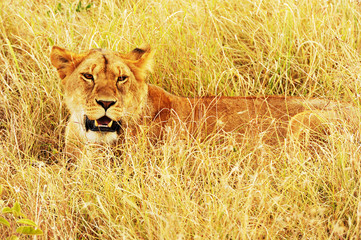 Lion on the Masai Mara in Africa