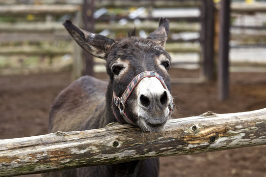 Donkey