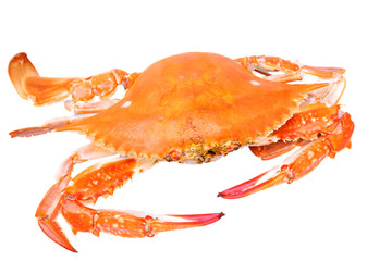 red boiled crab isolated on white background