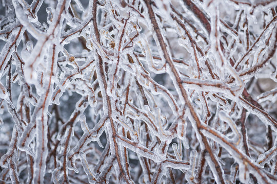 Winter branches in ice