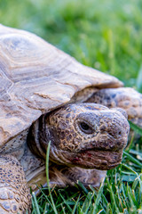 dessert tortoise on green grass