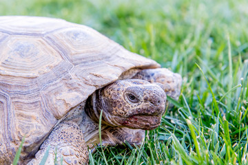 dessert tortoise on green grass
