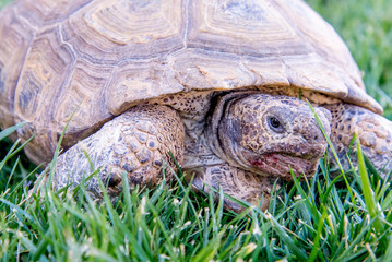 dessert tortoise on green grass