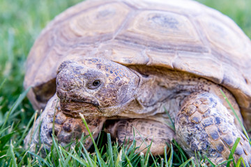 dessert tortoise on green grass