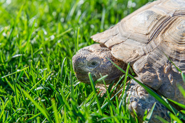 dessert tortoise on green grass