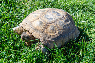 dessert tortoise on green grass