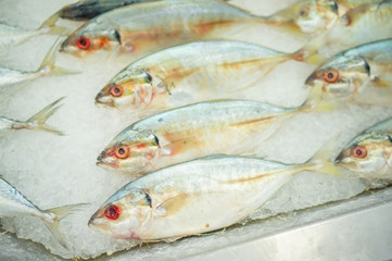 Bunch of yellow tail fishes on ice in supermarket