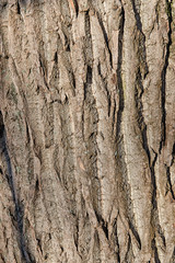 tree bark closeup