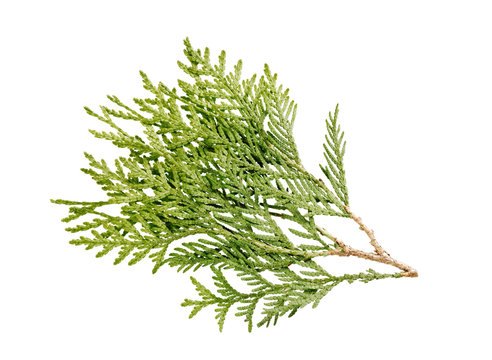 thuja branch isolated on white background