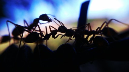 silhouette ants on barb