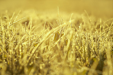 yellow  blur background from a grass in snow