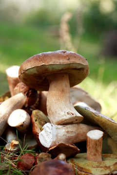 Mushrooms Set