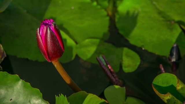 Time lapse opening of water lily flower