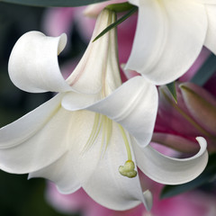 White lily bud closeup