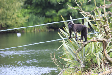 Sulawesi crested macaque.