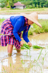 farmer on rice field