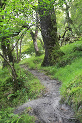 Fototapeta na wymiar Walking path in wet forest.