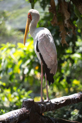 American white pelican