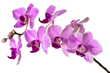 Fototapeta na wymiar illustration of the violet streaked orchid flower, isolated