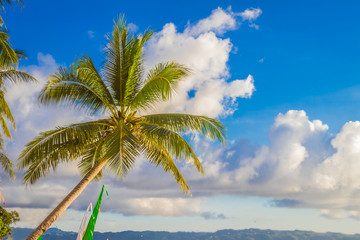 Fototapeta na wymiar palm tree on sky and sunset beach background