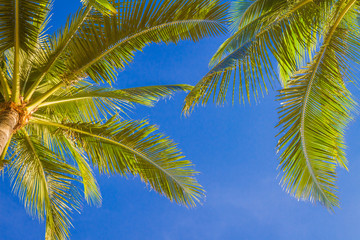 Fototapeta premium palm tree on sky background