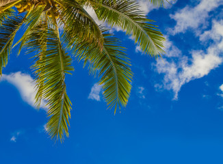 Fototapeta na wymiar palm tree on sky background