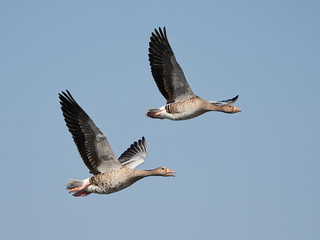 Greylag Goose (Anser anser)