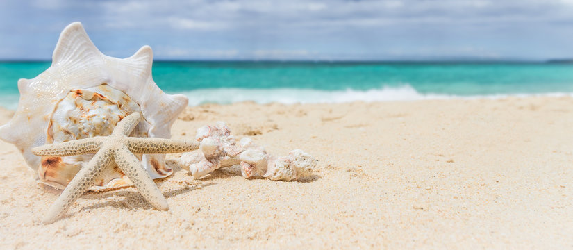 sea shell and starfish on tropical sand beach and sea background