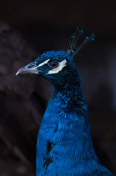 peacock (Pavo Cristatus) turned to the left