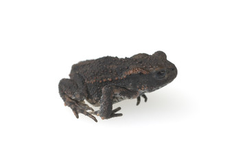 Kroete, Junge,