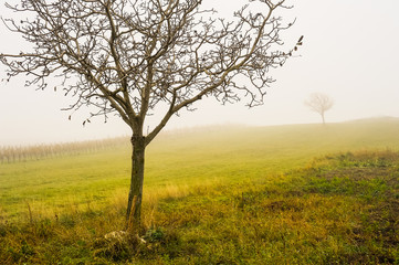 Fototapeta na wymiar Junger Nussbaum im Nebel