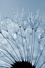 Fototapeta na wymiar dewy dandelion close up