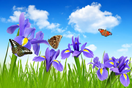 Iris flowers with dewy green grass and butterflies